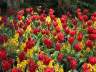 Tulips, Vancouver Gardens