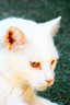 White Cat, Canada Stock Photographs