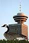 Vancouver Birds Canada Goose, Canada Stock Photographs