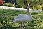 Swan Photos, Lost Lagoon
