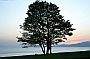 Tree, Sunset Beach